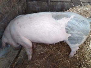 Porc de vanzare 100+ KG