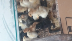 pui brahma de vînzare  - imagine 2