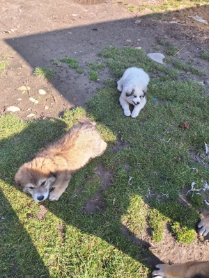 Cateluse carpatine de 10 saptamani - imagine 3