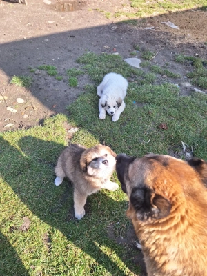 Cateluse carpatine de 10 saptamani - imagine 2