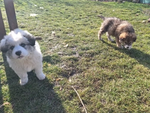 Cateluse carpatine de 10 saptamani - imagine 5