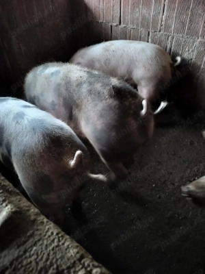 Scrofite ,10 luni,2 bucati disponibile la alegere - imagine 2