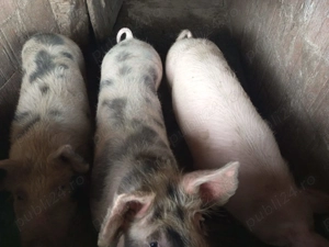 Scrofite ,10 luni,2 bucati disponibile la alegere - imagine 3