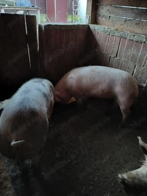 Scrofite ,10 luni,2 bucati disponibile la alegere