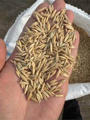 Vand ovaz pentru semanat!