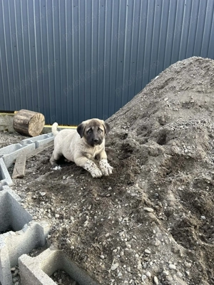 Vând catelusa Kangal,cu vaccinurile făcute,foarte frumoasa și îngrijită din parinti foarte buni - imagine 4