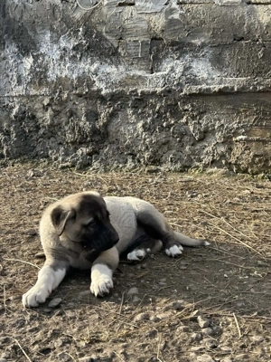 Vând catelusa Kangal,cu vaccinurile făcute,foarte frumoasa și îngrijită din parinti foarte buni