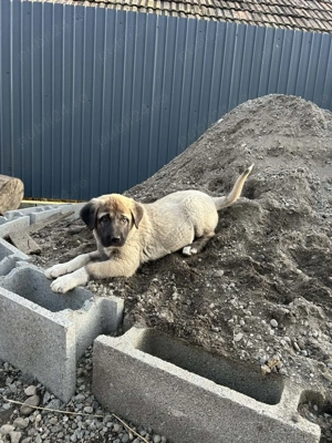 Vând catelusa Kangal,cu vaccinurile făcute,foarte frumoasa și îngrijită din parinti foarte buni - imagine 2