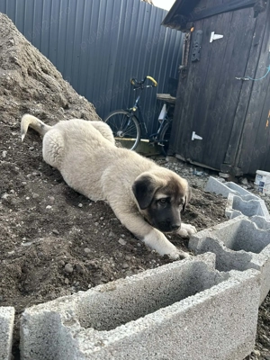 Vând catelusa Kangal,cu vaccinurile făcute,foarte frumoasa și îngrijită din parinti foarte buni - imagine 5