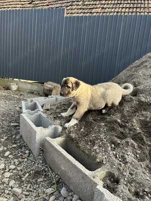 Vând catelusa Kangal,cu vaccinurile făcute,foarte frumoasa și îngrijită din parinti foarte buni - imagine 3