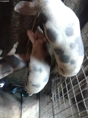 Vând soldani  - imagine 3