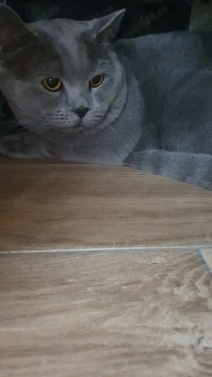 Pui British Short Hair Blue - imagine 4