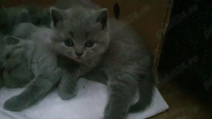 Pui British Short Hair Blue - imagine 3