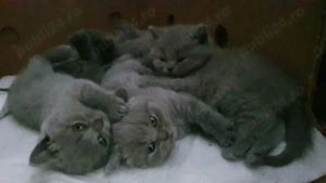 Pui British Short Hair Blue - imagine 2