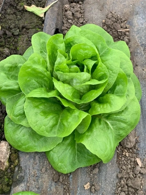 Salată verde proaspătă din solar - imagine 2