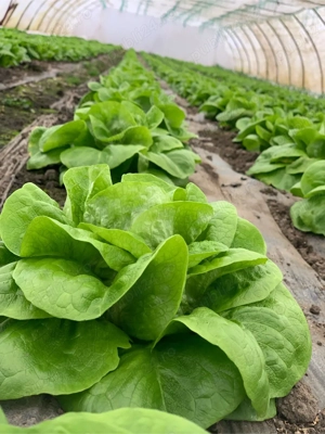 Salată verde proaspătă din solar