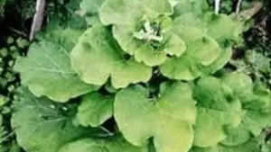 1 kg frunze brusture verzi proaspete - oferta unica de vara - planta neinflorita - imagine 2