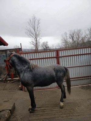 Vand Noaptin varsta 1 an de zile foarte frumos 