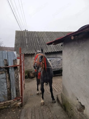 Vand Noaptin varsta 1 an de zile foarte frumos  - imagine 2