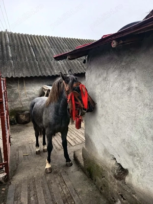 Vand Noaptin varsta 1 an de zile foarte frumos  - imagine 4