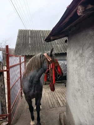 Vand Noaptin varsta 1 an de zile foarte frumos  - imagine 3