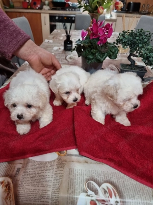 Vând bichoni maltez 7 saptamani, 5 fetite - imagine 2