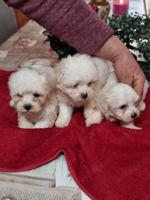 Vând bichoni maltez 7 saptamani, 5 fetite - imagine 3