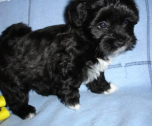 Bichon Havanez cu pedigree 