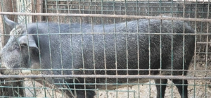 Scroafă mistreț - imagine 2