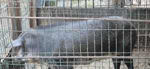 Scroafă mistreț - imagine 3