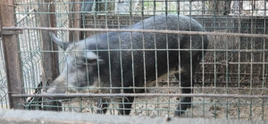 Scroafă mistreț - imagine 5