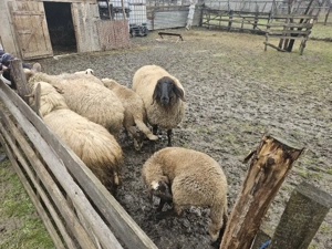 oaie carabasa - imagine 3