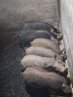 Vand porci Bazna cu Duroc si mangalita - imagine 4