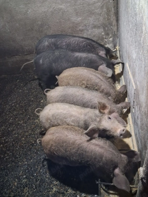 Vand porci Bazna cu Duroc si mangalita - imagine 3