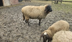 oaie carabasa - imagine 2