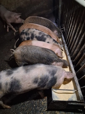 Vand porci Bazna cu Duroc si mangalita - imagine 2