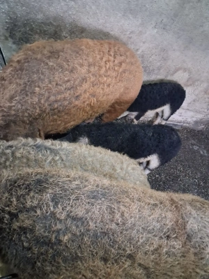 Vand porci Bazna cu Duroc si mangalita - imagine 5