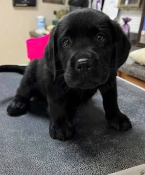 Labrador Retriever Black fetiță 