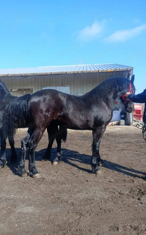 Disponibile - imagine 3