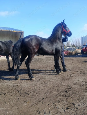 Disponibile - imagine 2