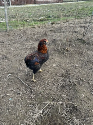 Cocosi araucana de anul trecut - imagine 2