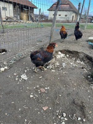 Cocosi araucana de anul trecut