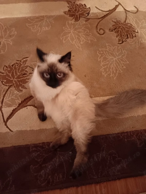 Pisica rogdol de vânzare  - imagine 3