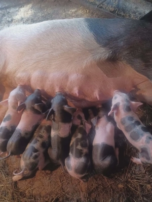 Vand scroafă cu purcei  - imagine 4