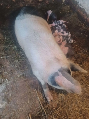 Vand scroafă cu purcei  - imagine 3