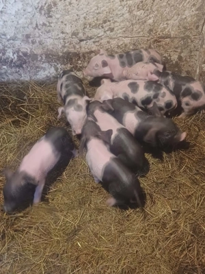 Vand scroafă cu purcei  - imagine 5