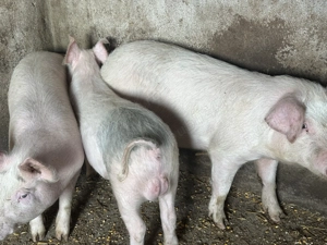 Purcei de vânzare de carne  - imagine 2