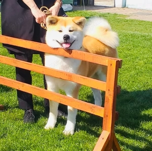 Akita Inu pedigree tip A - imagine 4