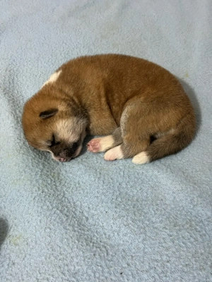 Akita Inu pedigree tip A - imagine 2