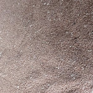 Vand grâu de panificatie